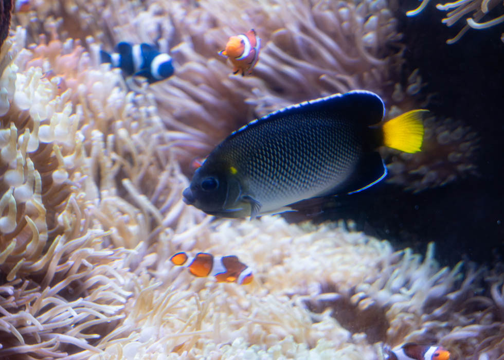 fish aquarium paris cineaqua