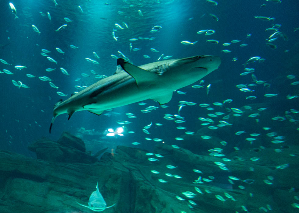 where to see sharks in France