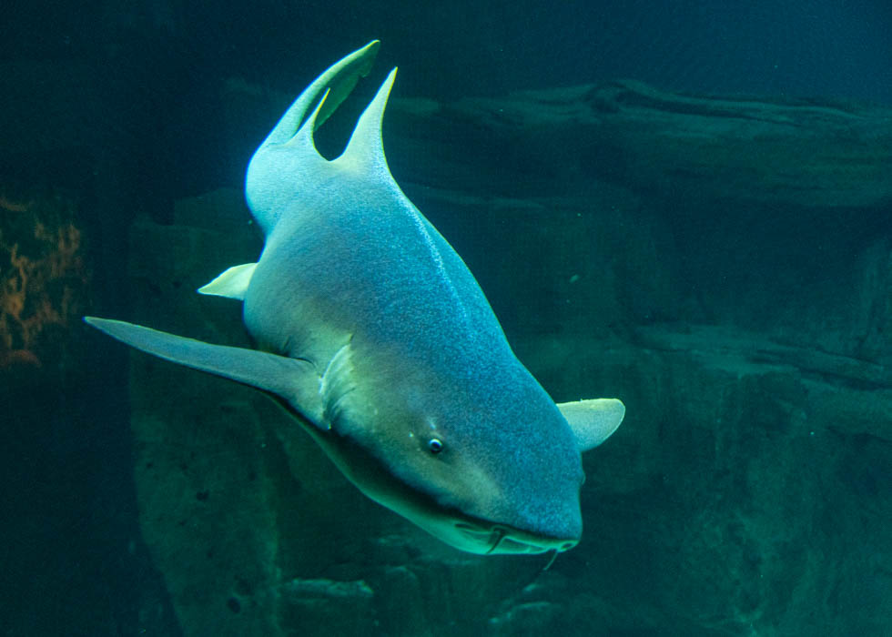 パリ水族館　shark requin Paris