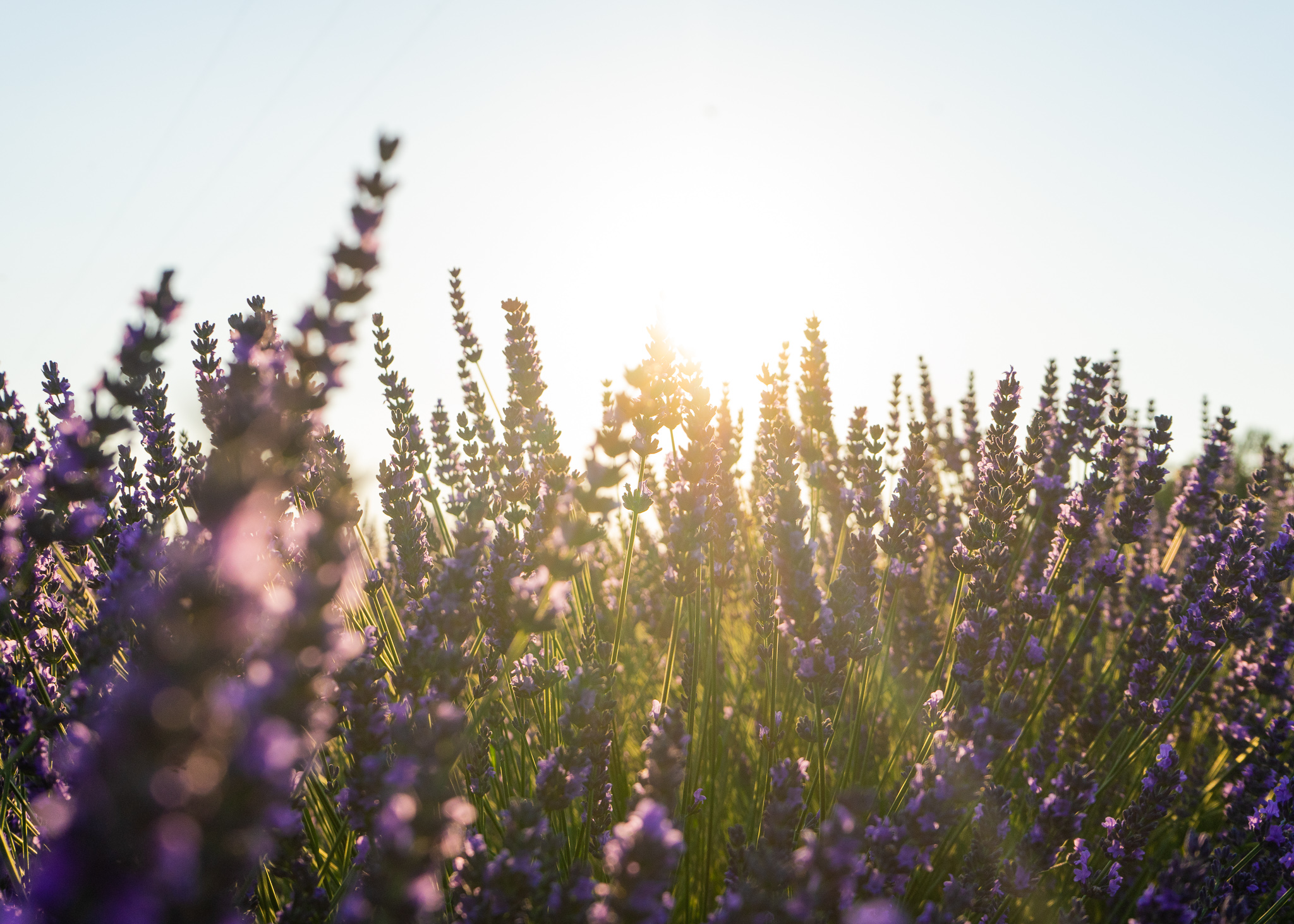 Perkebunan Lavender Di Valensole Obon Paris Easy To Be Parisian