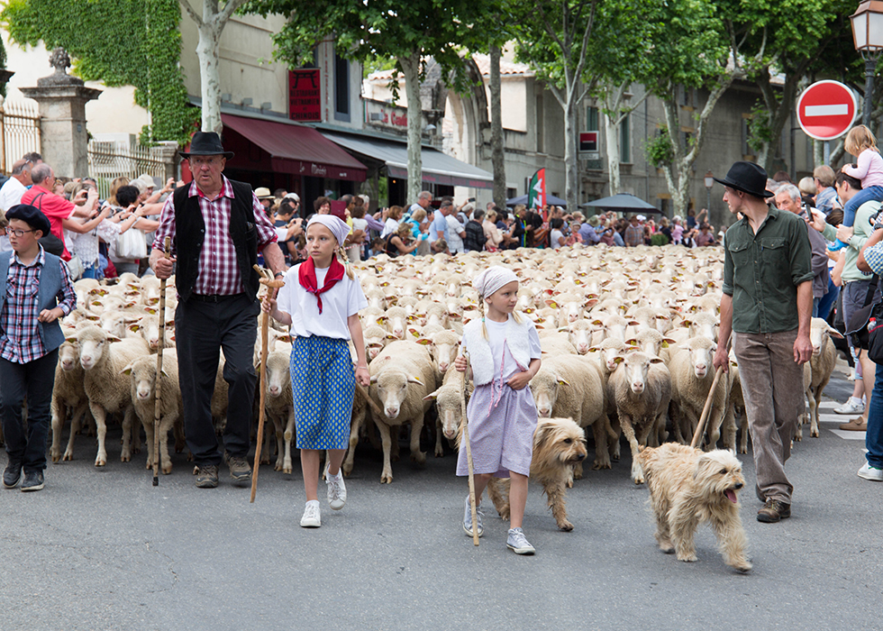 5월 유럽 축제: 프랑스 양떼축제