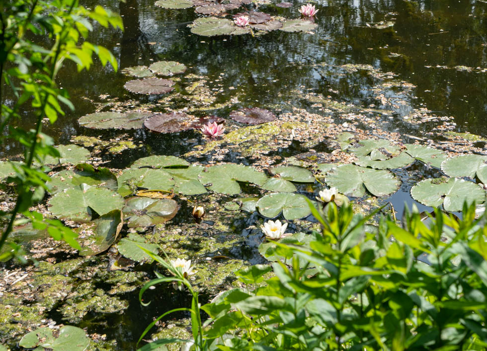 Monet water lilies garden location