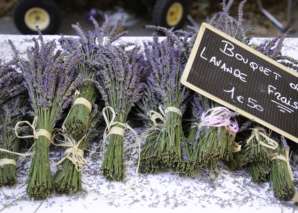 hoa oải hương ở Luberon