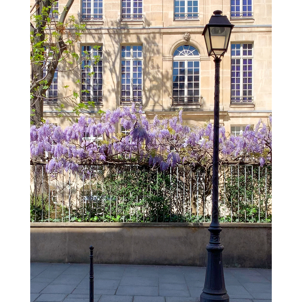 where to see flowers in Paris