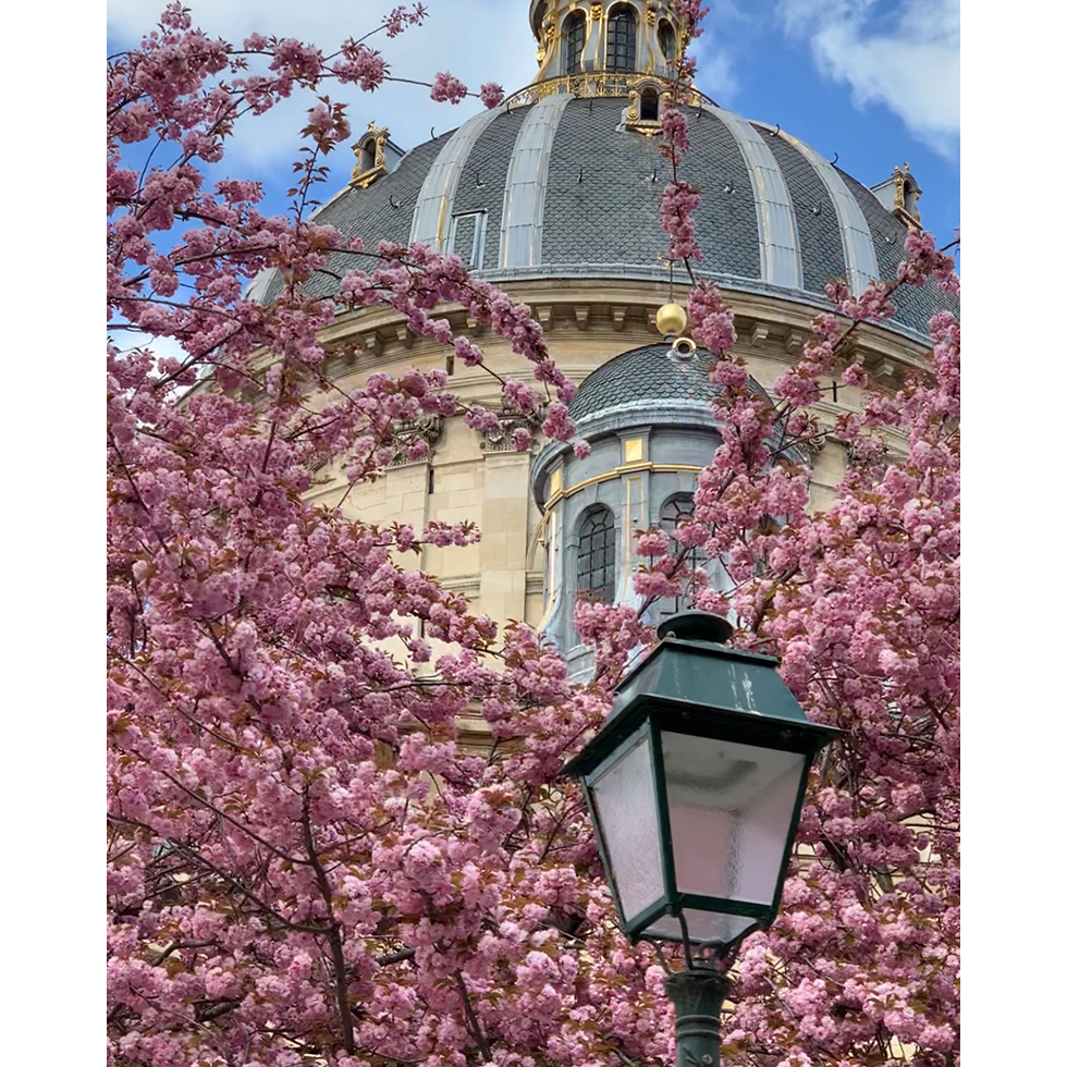 Where to see cherry blossom in Paris