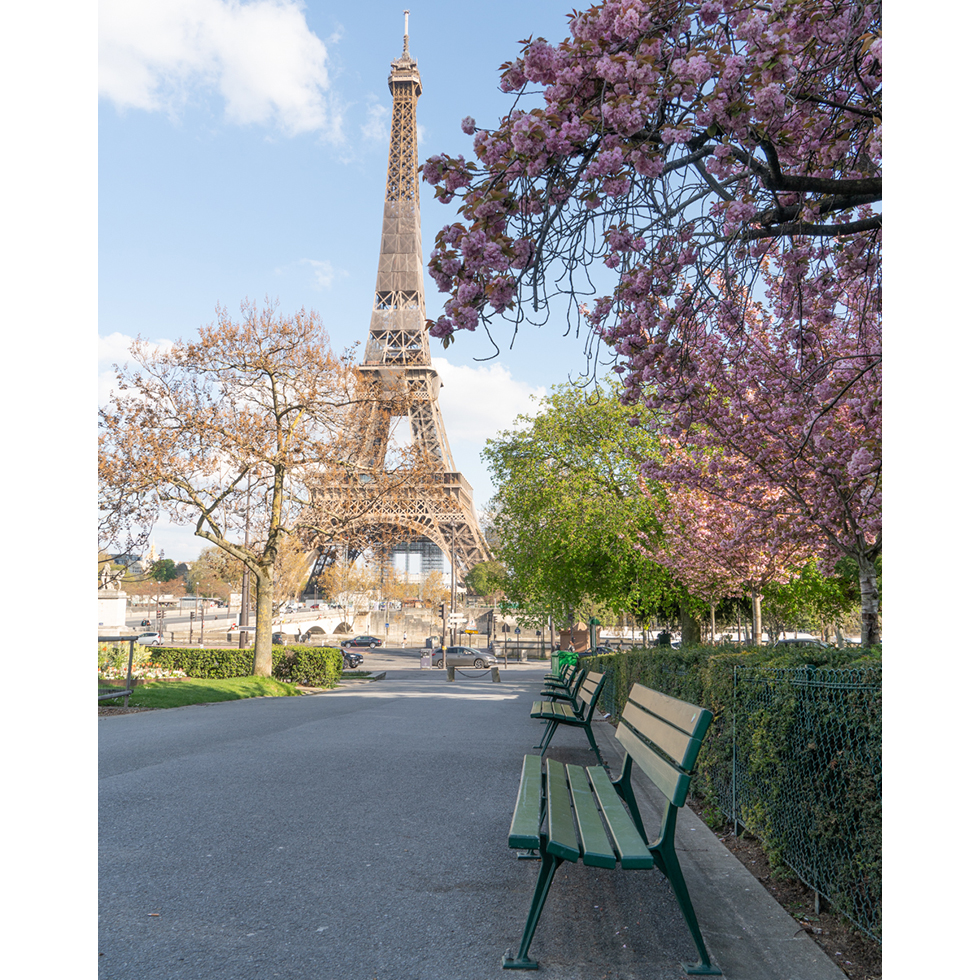 Cherry blossom in Eiffel tower