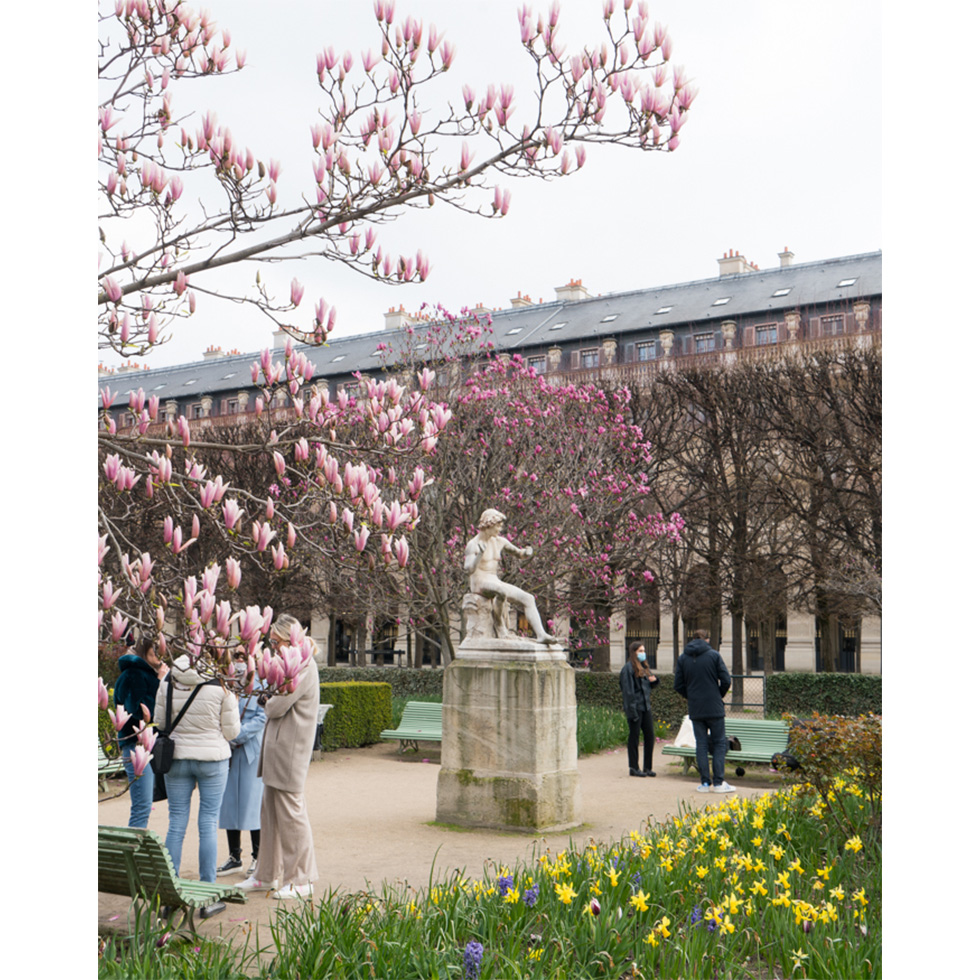 Palais Royal flower