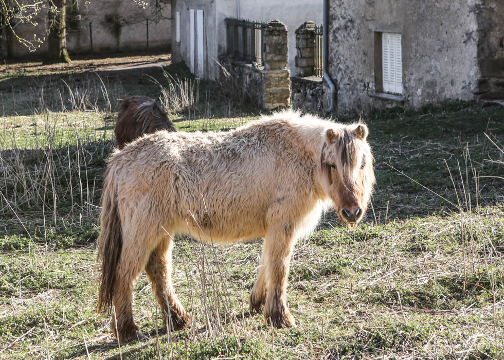 Pyrénées horse animals