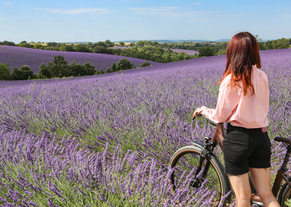 ラベンダー畑　フランス lavender in Provence with bike Valensole Bachelas