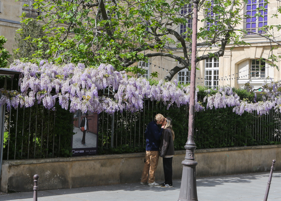 Wisteria rue de Fourcy