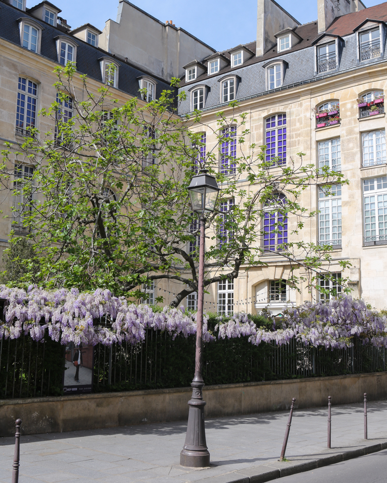 photo spot for wisteria Paris