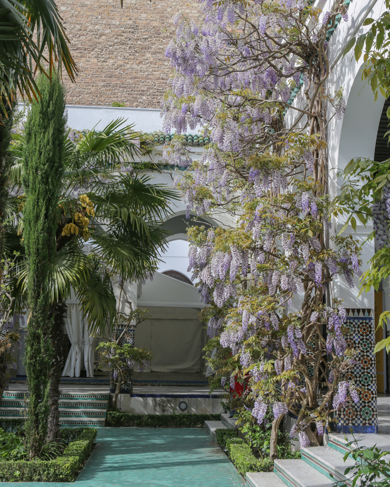 Grande Mosqu&eacute;e Wisteria Glycines