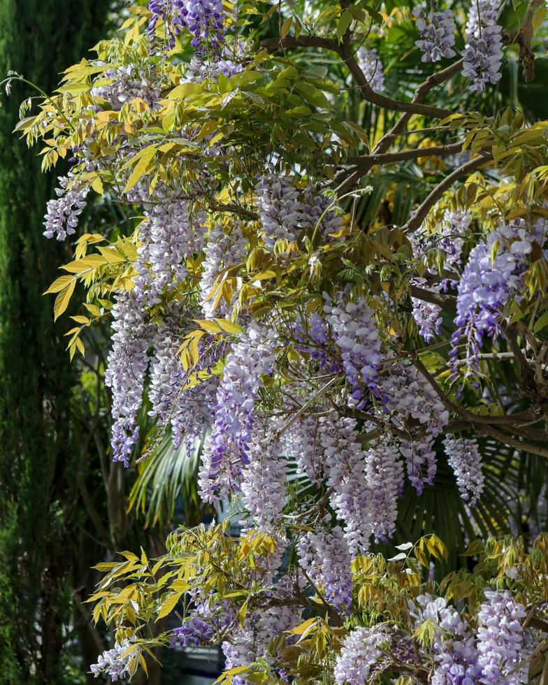 when to see Wisteria in Paris