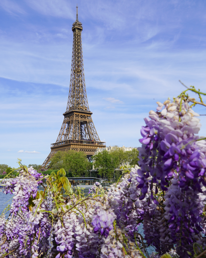 Wisteria Eiffel Tower