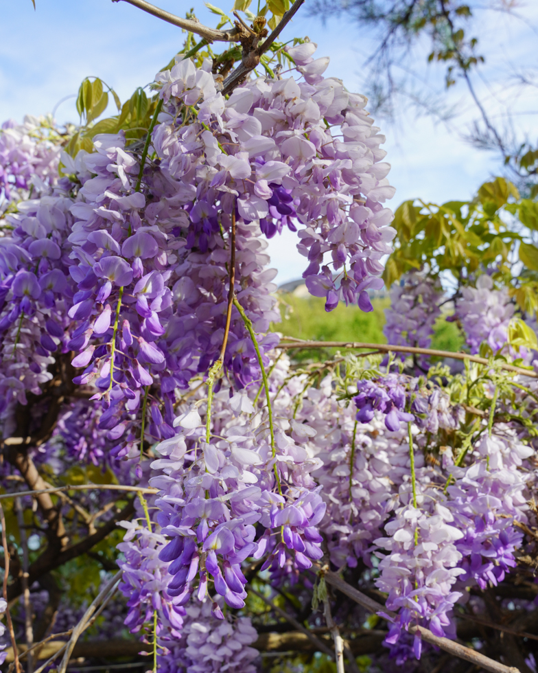 where to see Wisteria in Paris